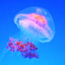 Jellyfish II