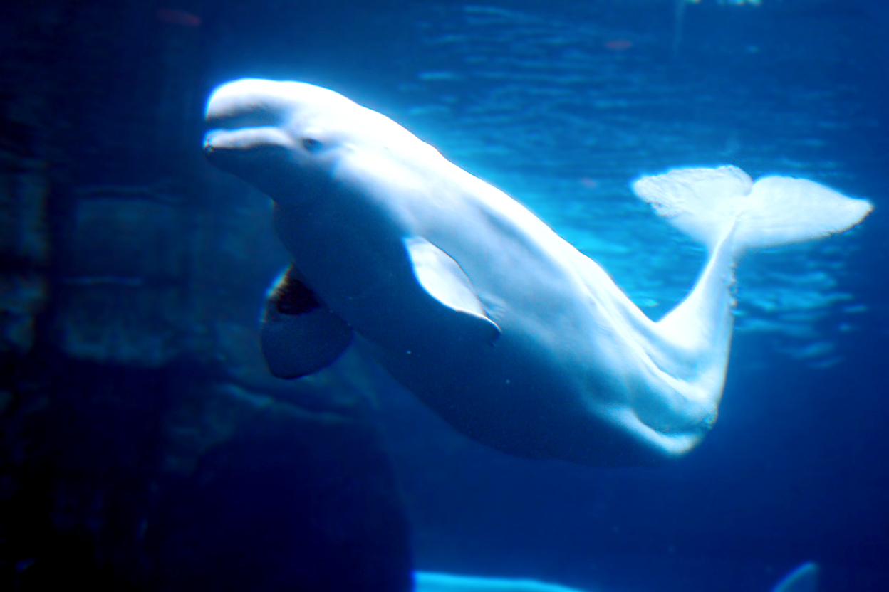 Beluga Whale 01