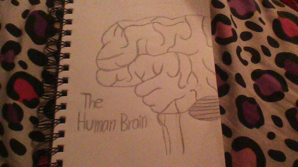 The Human Brain by izzy-da-monster on DeviantArt