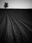 dark field by napoca