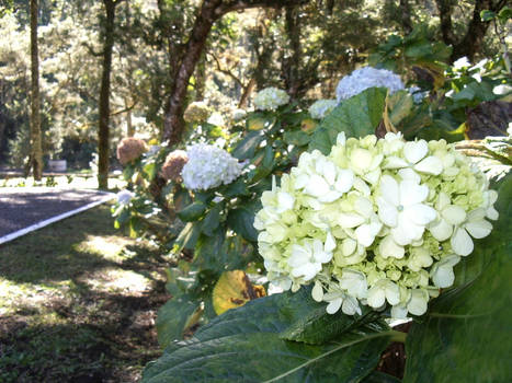 MONTE VERDE - FLOWERS