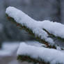 Snowy fir II