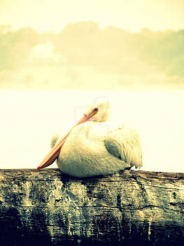 Pelican Peace