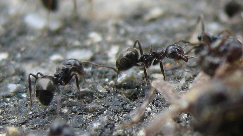 Ants on their way home