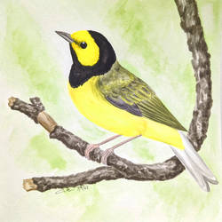 62. Hooded Warbler