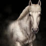 Commission - Grey Pony