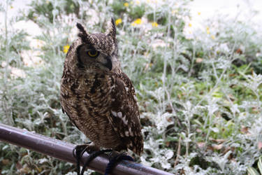An owl in Osaka