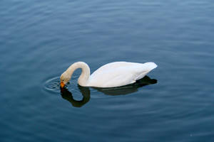 Lonely swan 2