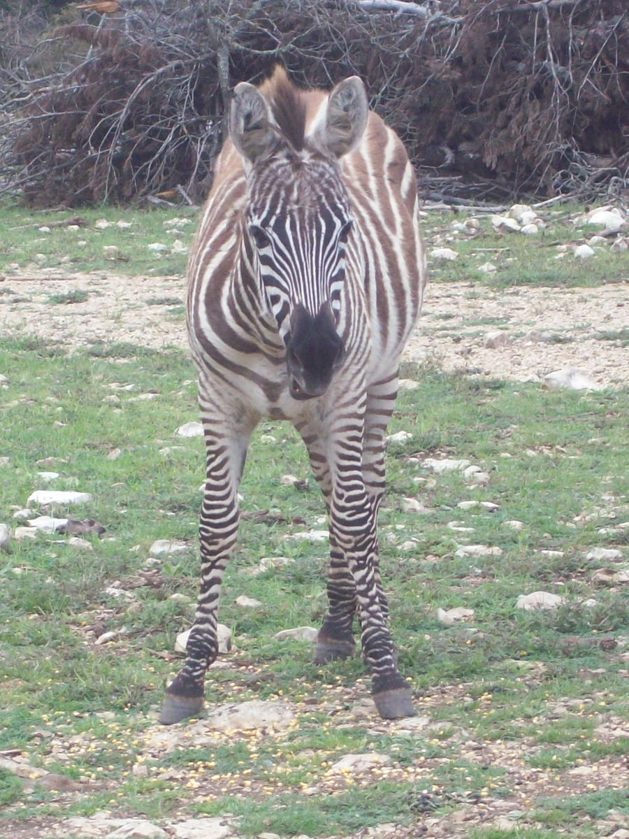 Zebra