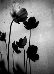 Shadows of flowers