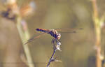 Mr.Dragonfly by chryblossom