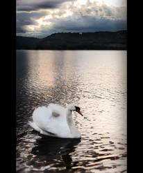 Swan Sunset