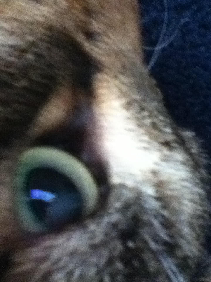 My cat [ close up]