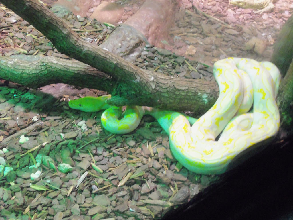 Albino Python by shamira-g on DeviantArt