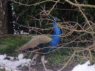 Leeds Castle's Peacock