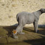 Tower of London- Wire Bear