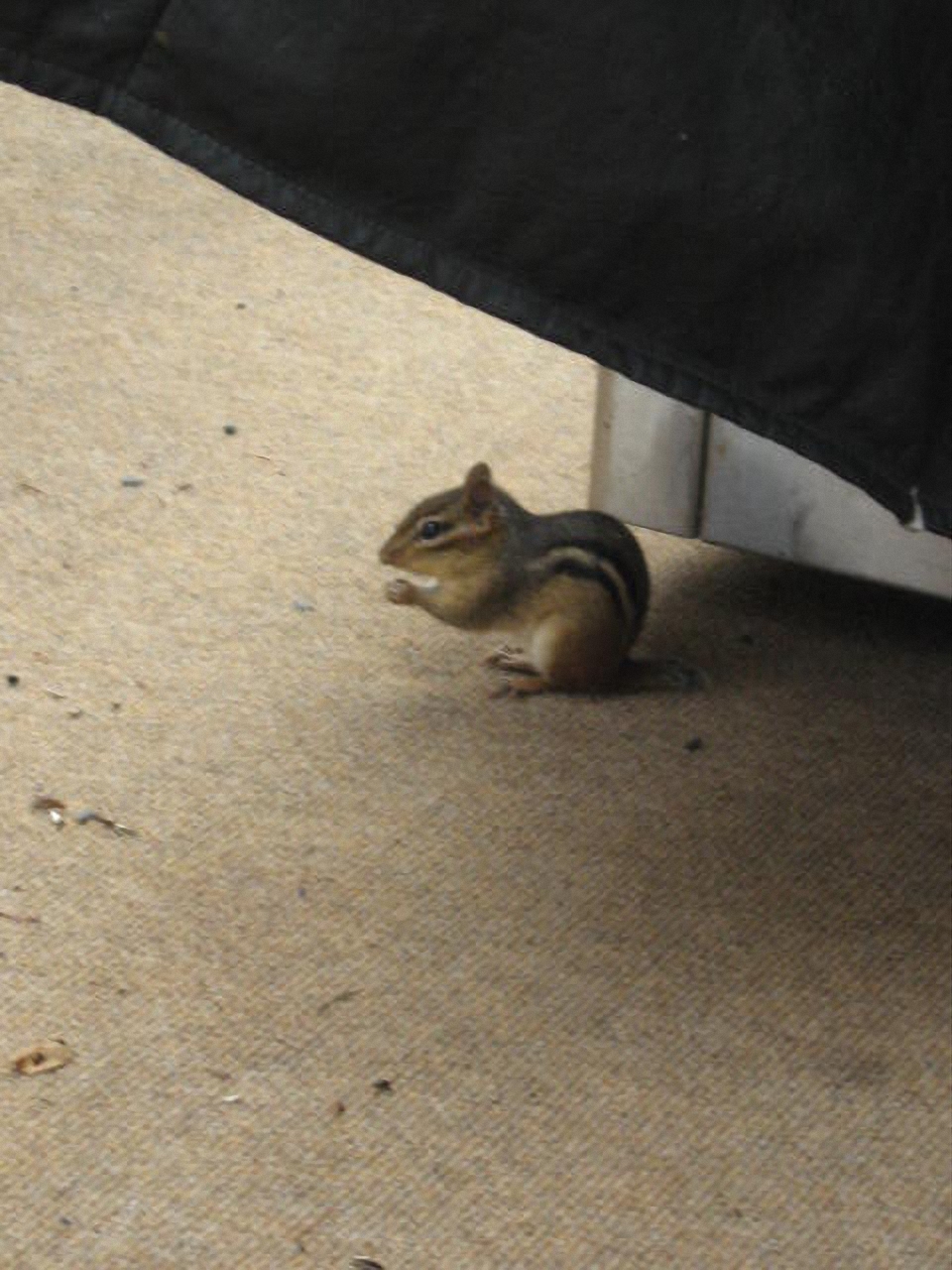 chipmonk_stock_1