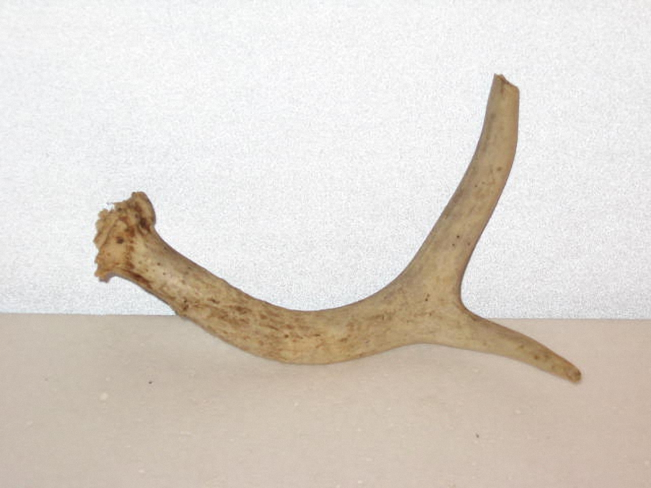 antler_stock_4