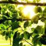 Sun Leaves