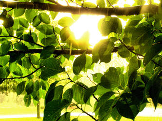 Sun Leaves