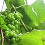 Green grape