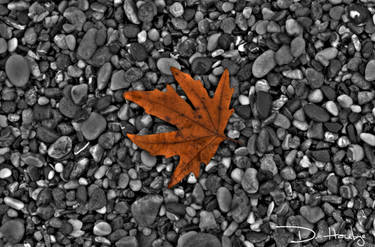 Beached maple leaf