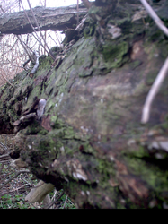 Trailing Tree