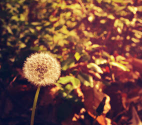 Dandelion