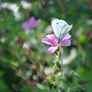 Butterfly on Flower in Summer '12 Stock