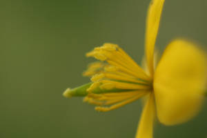 Yellow Flower