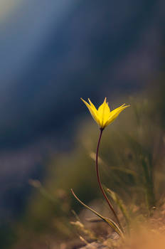 Little yellow beauty