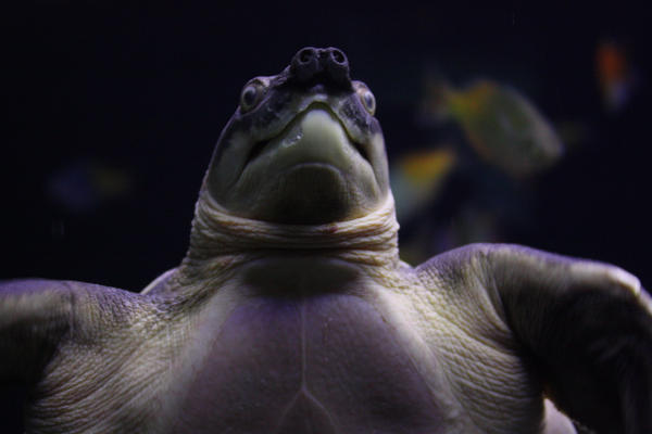 Creepy Turtle by Sadie913 on DeviantArt