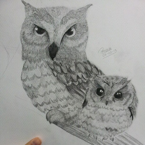 Owls (unfinished)