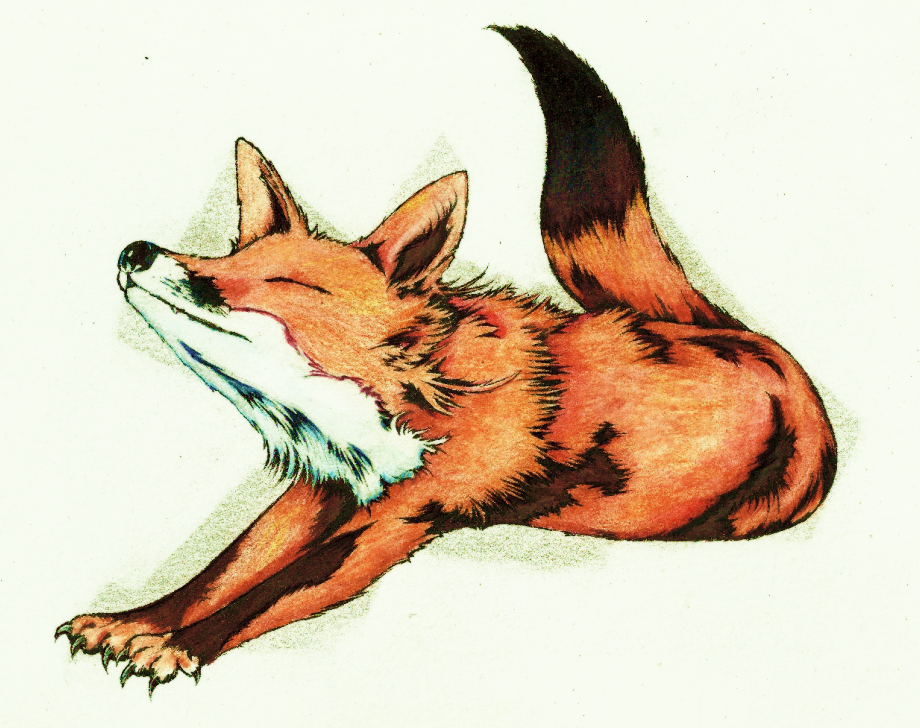 Cute fox