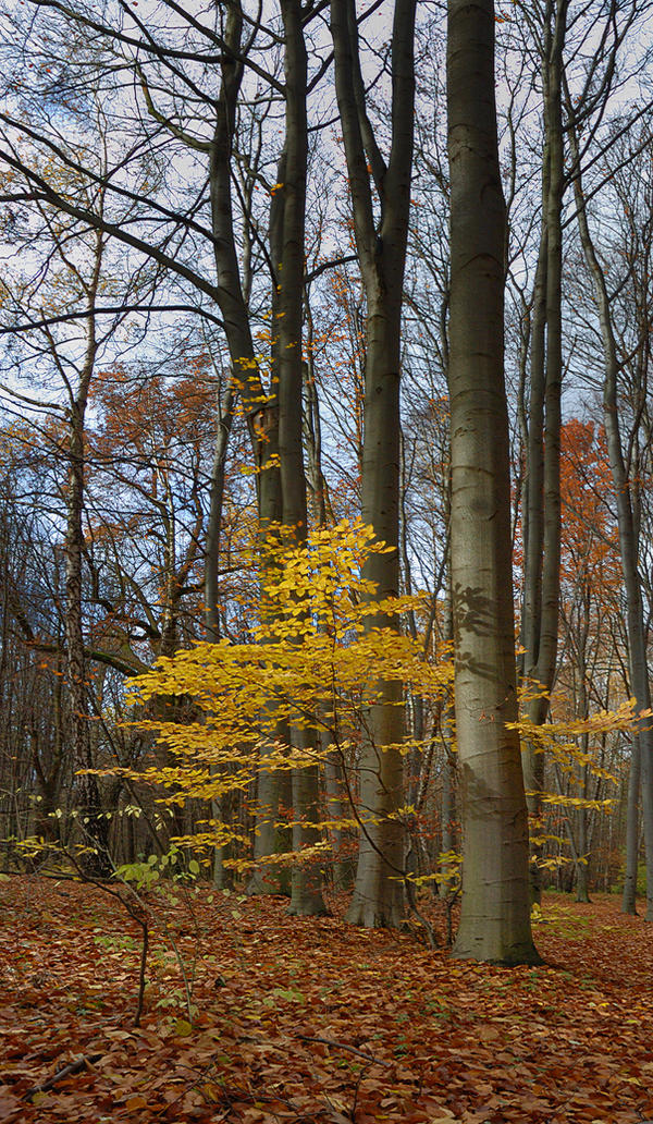 Yellow Man Tree Yellow tree by manroms on DeviantArt