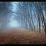 Foggy day 6