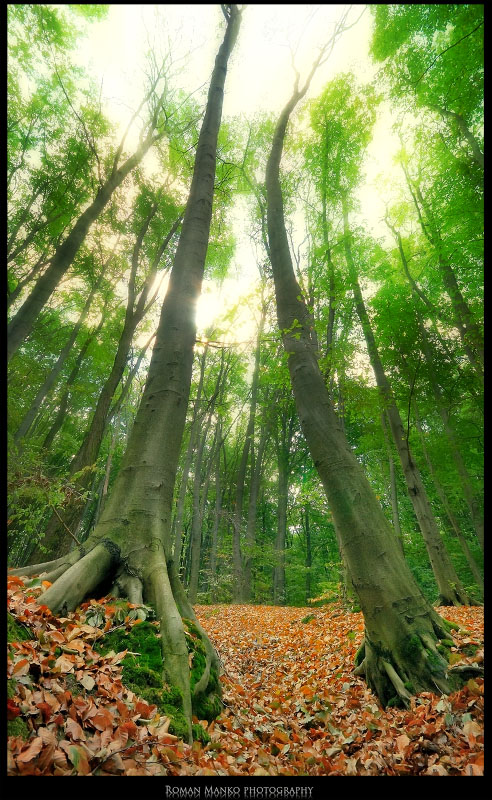 Magic forest Two brothers