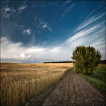 Wheat field by manroms