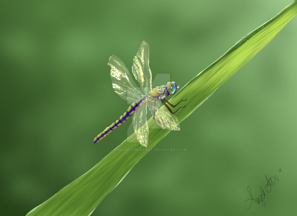 Dragonfly by AnnaBradburyArt on DeviantArt