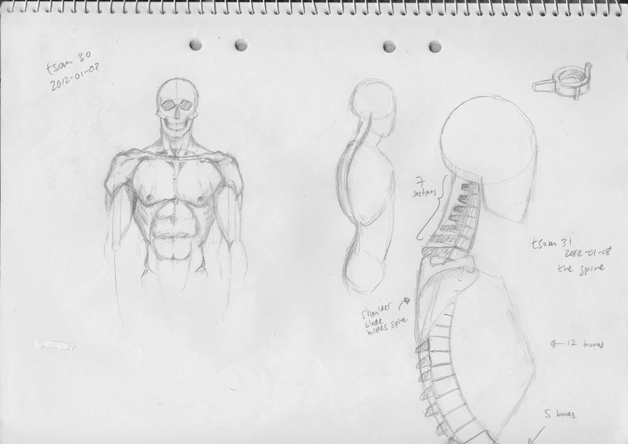 Man Figure Structure The Structure of Man Sketches by tiftan on DeviantArt