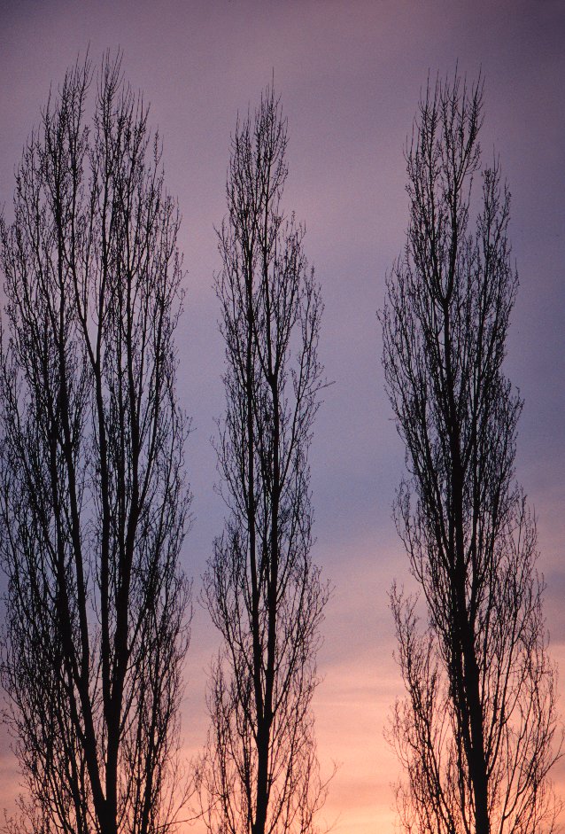 Trees in Dusk