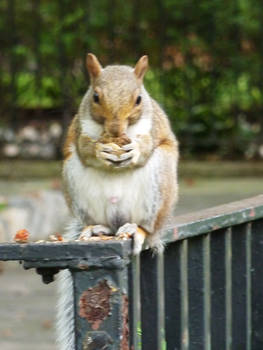 The Feast