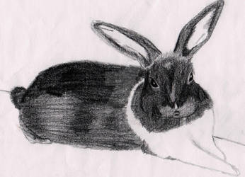 Kai the rabbit