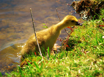 Gosling climbing up the bank