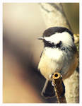 Black Capped Chickadee 2 by Kaosah