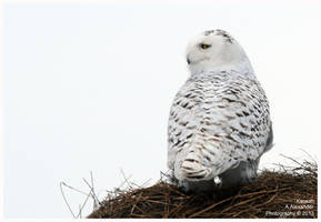 Snowy Owl II