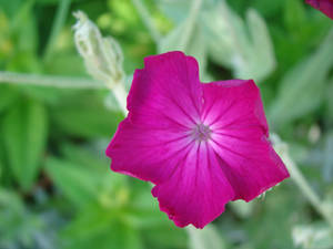 pink flower