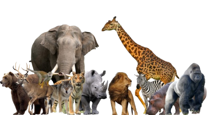 All Animals Deviantart Animals In The Wild by TysonPaiser on DeviantArt