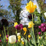 Tulips in Reagent's Park