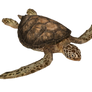 Green Sea Turtle 